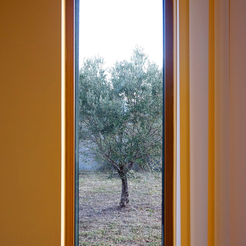 Blick durch einen schmalen Schlitz auf einen Olivenbaum